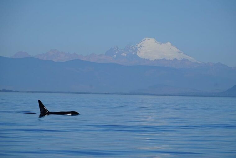 anacortes-whale-and-orca-boat-tour-near-seattle