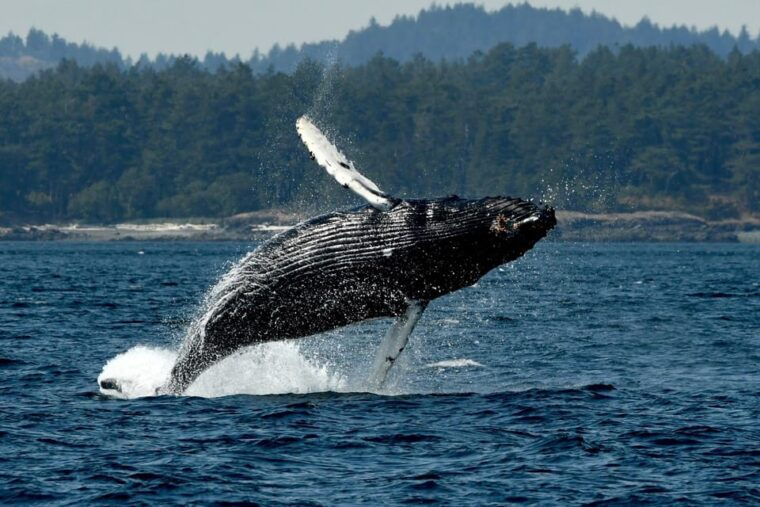 anacortes-whale-watching-adventure-tour-zodiac-boat