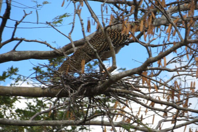 animal-sightseeing-boat-tour-in-palo-verde-national-park