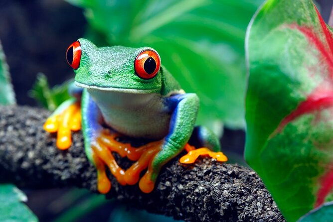 arenal-sloths-lovers-baldi-hot-springs-private-tour