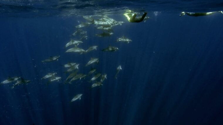 azores-swim-with-dolphins-atlantic-experience