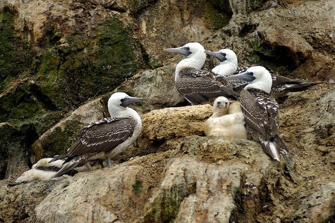 ballestas-islands-private-tour