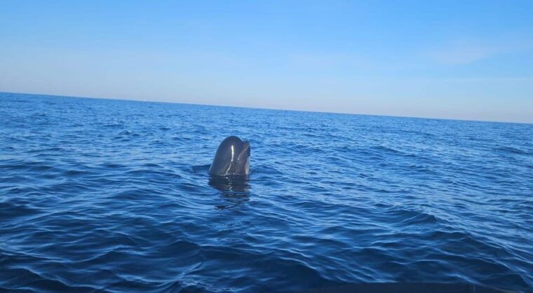 basque-country-dolphin-watching-boat-trip