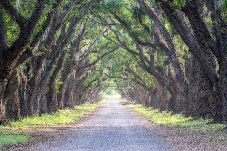 bayous-and-byways-oak-alley-plantation-and-kayak-swamp-tour