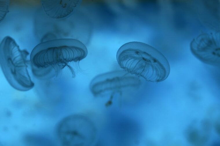 benalmadena-sea-life-benalmadena-premium-entry-ticket