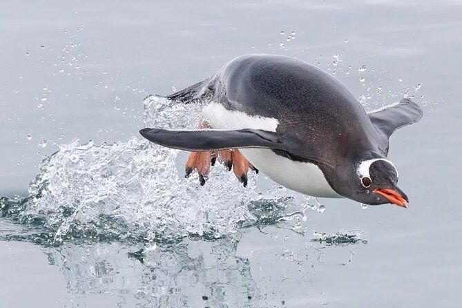 berthas-beach-penguin-experience