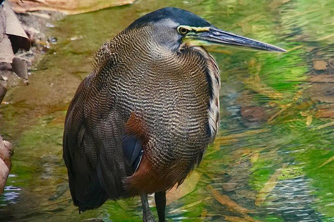 birding-at-el-rey-marshesrice-fieldscanals-private-birding-tour