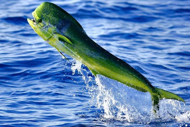 boca-raton-deep-sea-fishing-trips