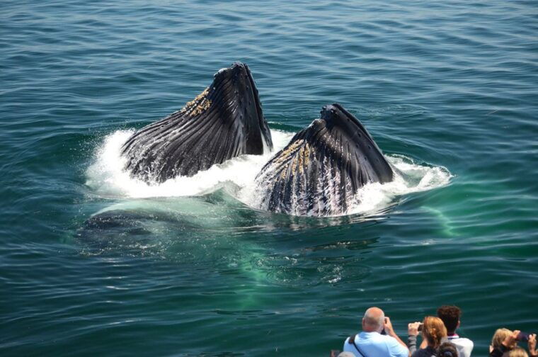 boston-whale-watching-catamaran-cruise