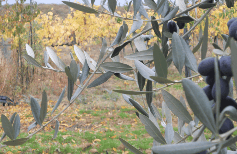 boutique-winery-visit-wine-tasting-near-arezzo