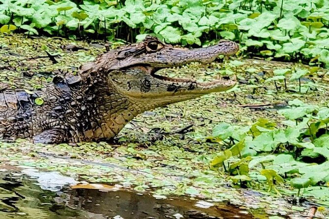 canoe-tour-along-the-water-trails-of-tortuguero-park