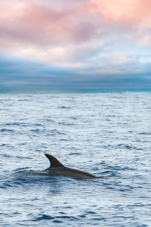 captains-choice-dolphin-watch-sunset-sail