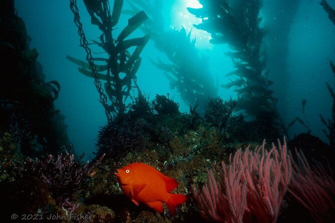 catalina-island-all-inclusive-sightseeing-tour-from-orange-county