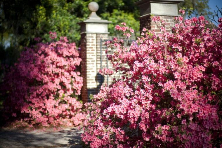 charleston-boone-hall-historic-city-tour-combo