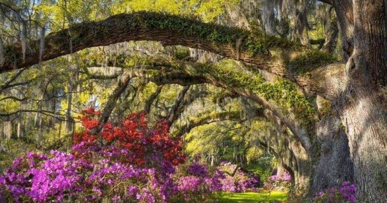 charleston-magnolia-plantation-entry-tour-with-transport