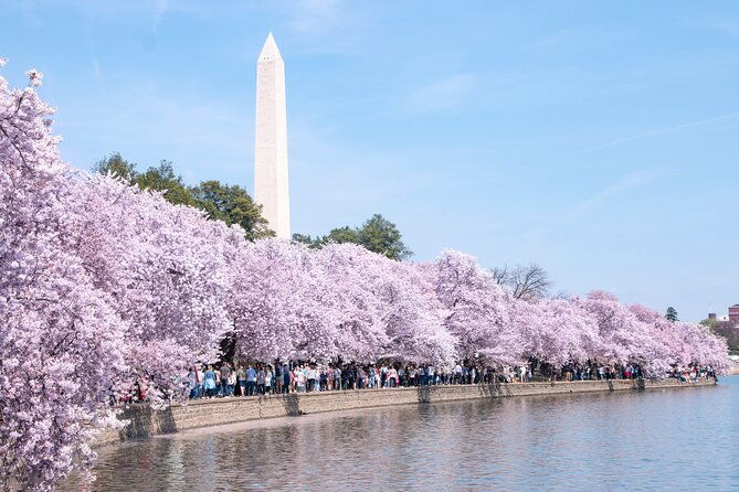 cherry-blossom-private-bus-tour-of-washington-dc