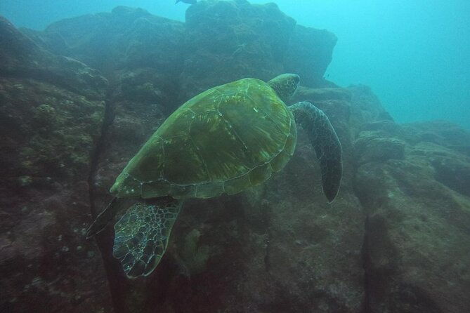 cig-discovery-diving-tour