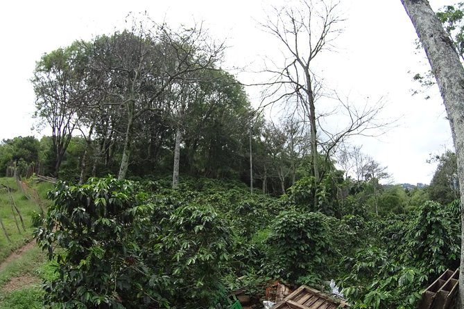 coffee-experience-coffee-tour-in-medellin