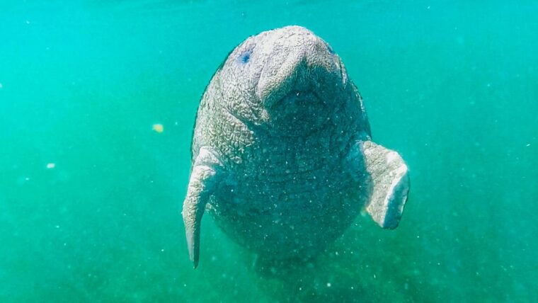 crystal-river-manatee-snorkel-tour-w-in-water-photographer