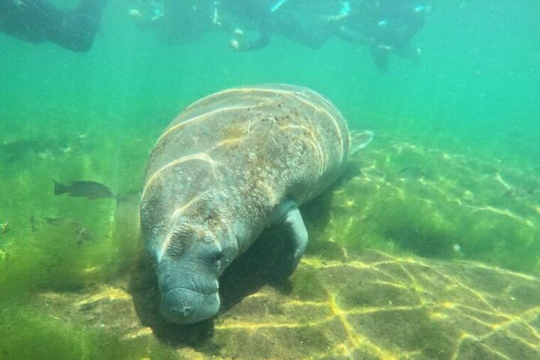 crystal-river-manatee-snorkel-with-in-water-guide