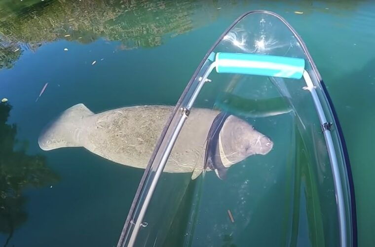 crystal-river-vip-clear-kayak-springs-and-manatee-ecotour