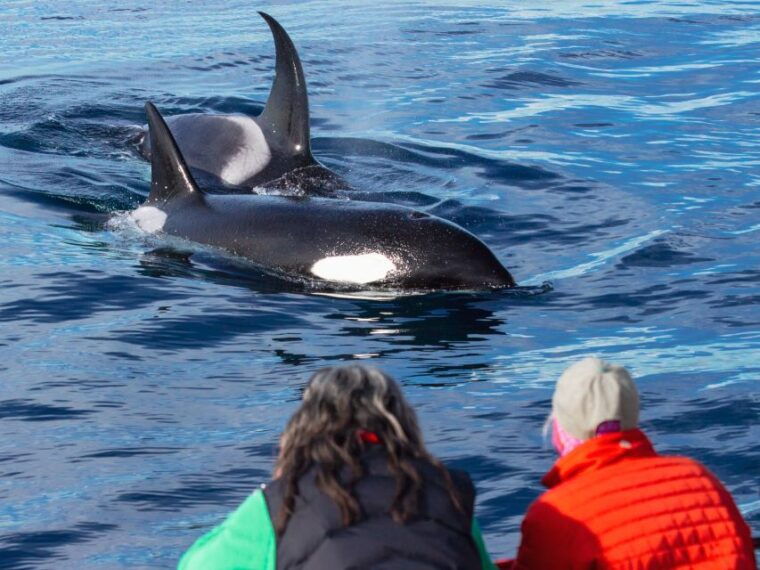 dana-point-dolphin-whale-watching-with-underwater-viewing