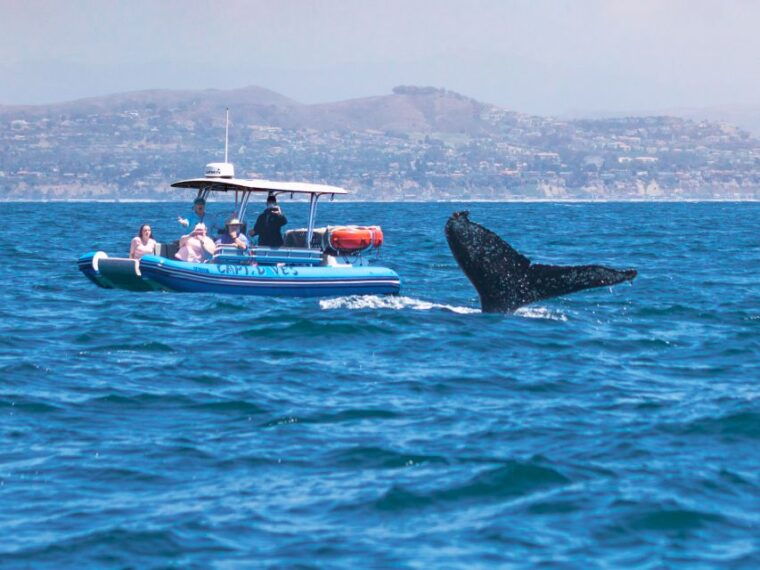 dana-point-fast-fun-zodiac-style-dolphin-whale-watching