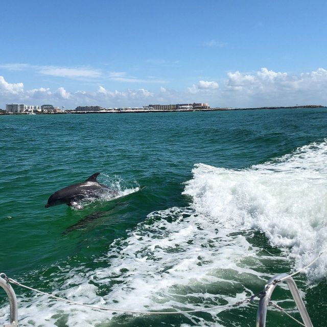 destin-dolphin-watching-cruise