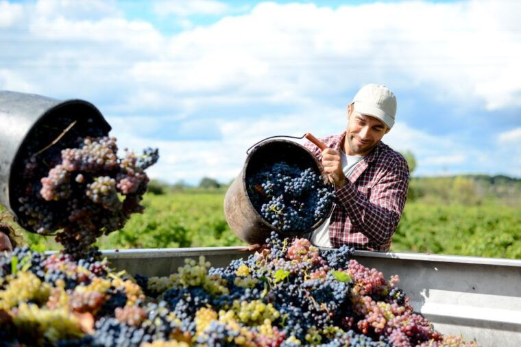 discover-the-secrets-of-wine-in-the-algarve