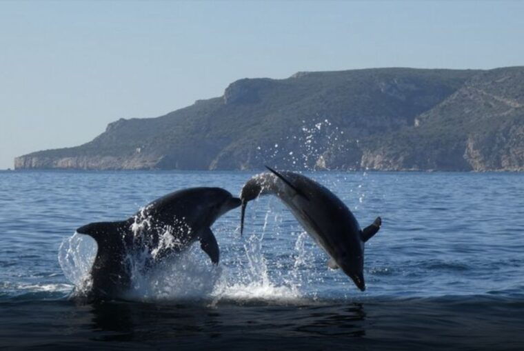 dolphin-watching-in-the-wild-half-day-private-tour