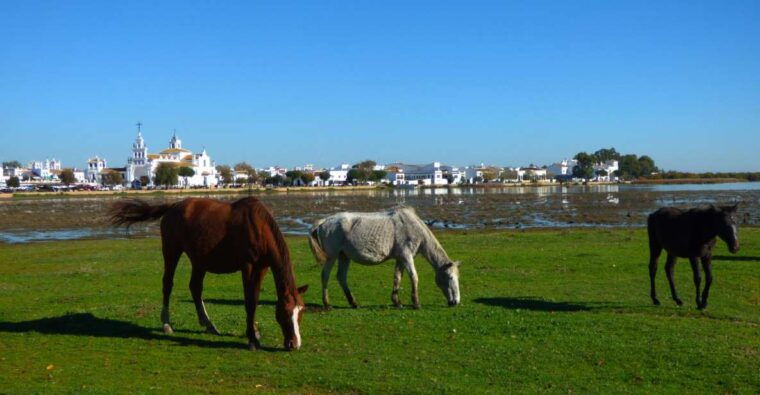donana-national-park-off-road-tour-from-seville