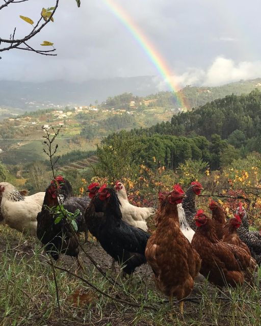 douro-valley-traditional-cooking-class-and-farm-tour
