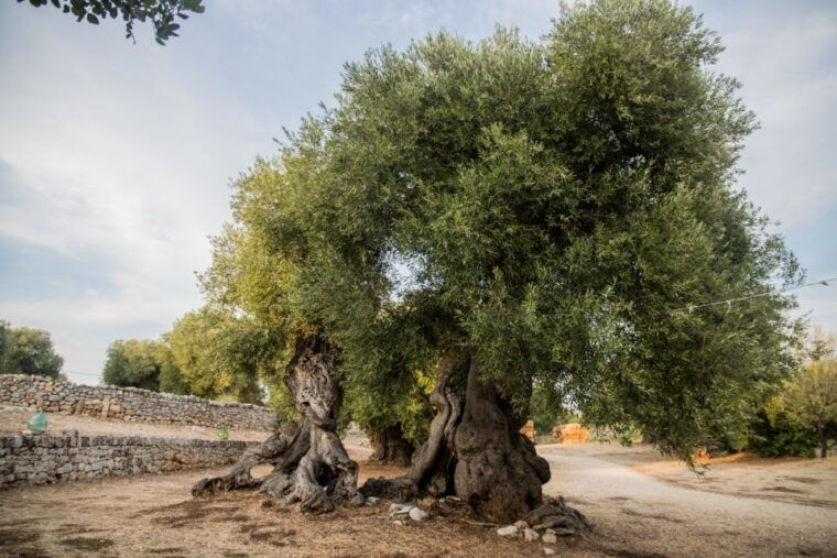 e-bike-tour-from-monopoli-to-the-rocky-village-of-st-andrew