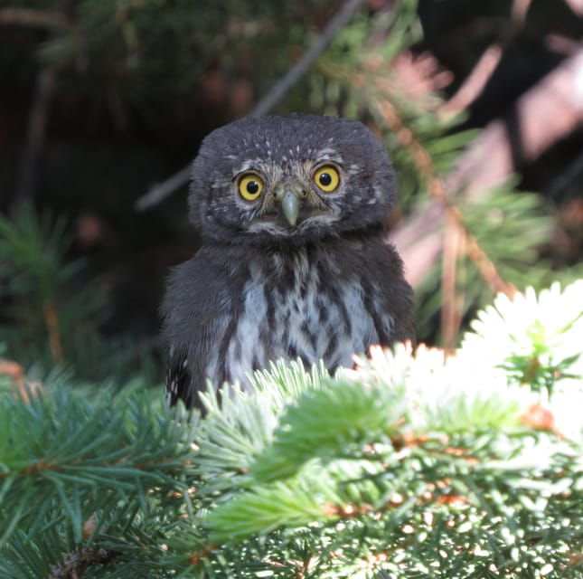 estes-park-birds-of-colorado-speaker-series
