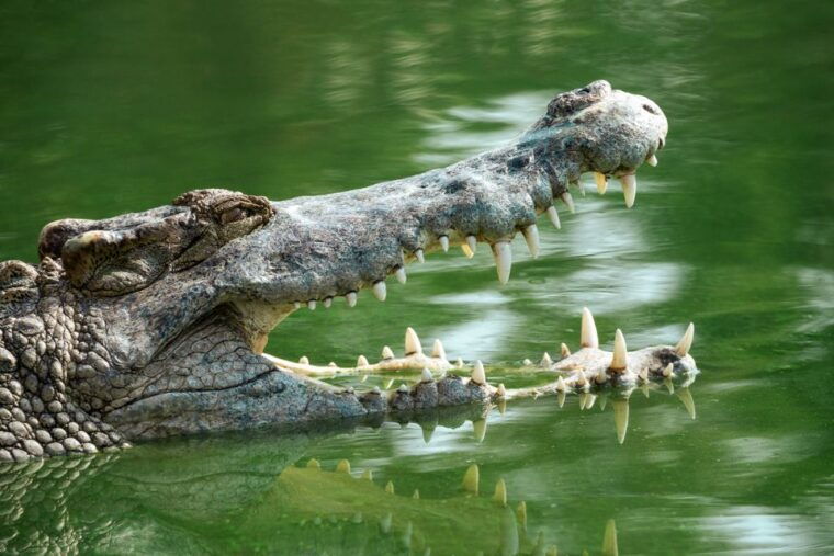 everglades-national-park-mangrove-tunnel-kayak-eco-tour