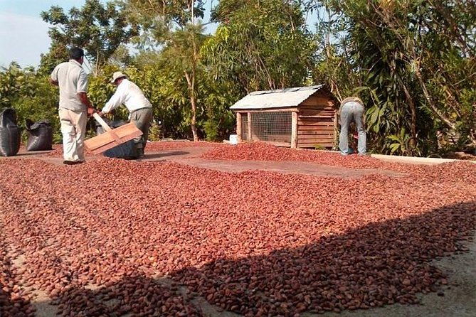 excursion-day-to-cocoa-farm-from-guayaquil