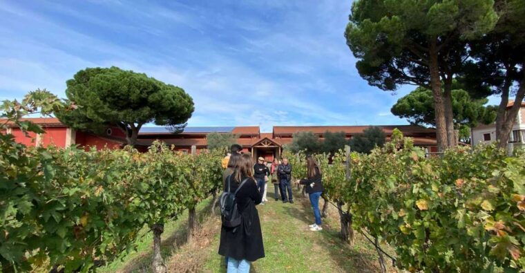 explore-3-ribera-del-duero-wineries-with-madrid-pickup