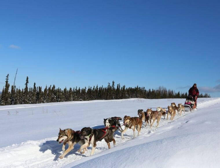 fairbanks-1-hour-alaskan-winter-dog-sledding-adventure