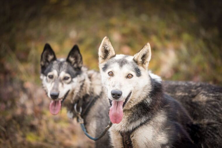 fairbanks-dog-mushing-through-fall-landscapes-on-a-utv