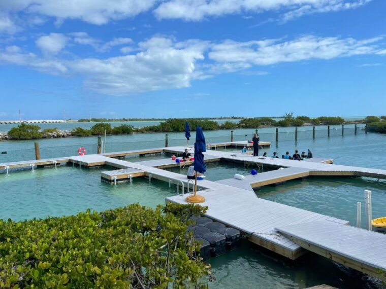 florida-keys-dockside-dolphin-experience