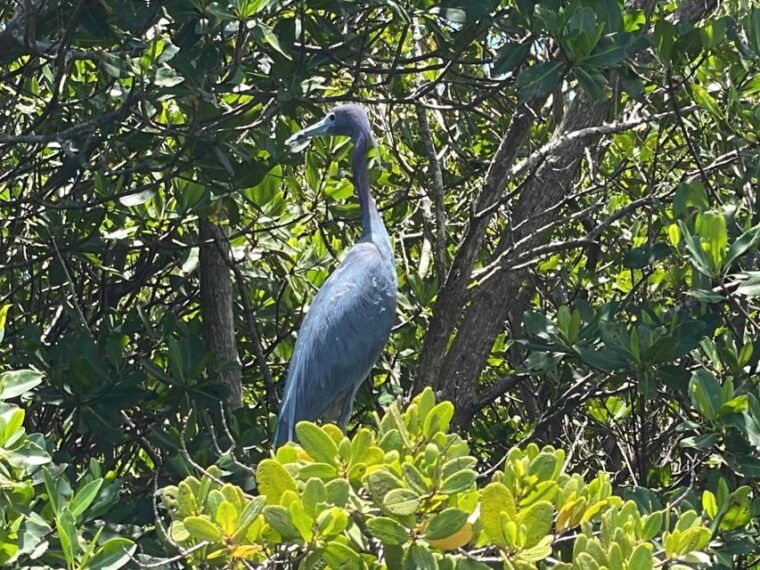 fort-pierce-6-hr-mangroves-coastal-rivers-wildlife-in-fl