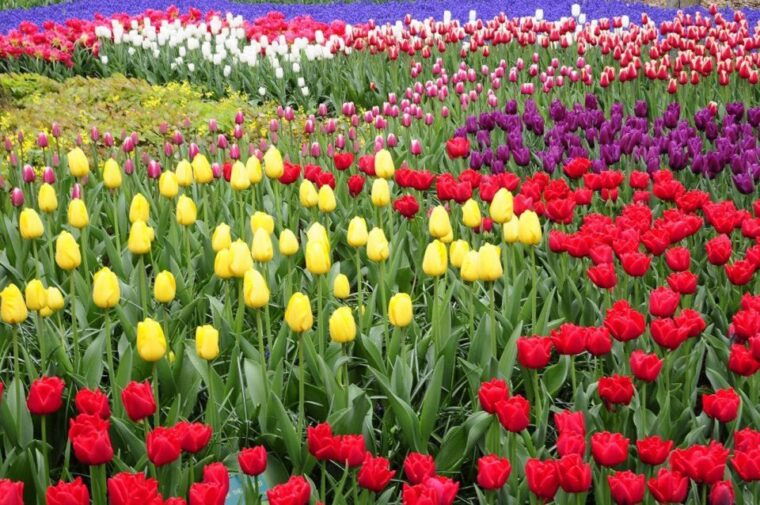 from-amsterdam-private-keukenhof-and-tulip-experience-tour