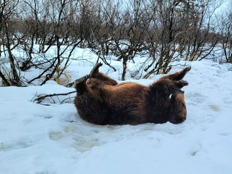 from-anchorage-wilderness-wildlife-glacier-experience