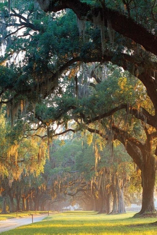 from-charleston-boone-hall-plantation-entry-with-transfers
