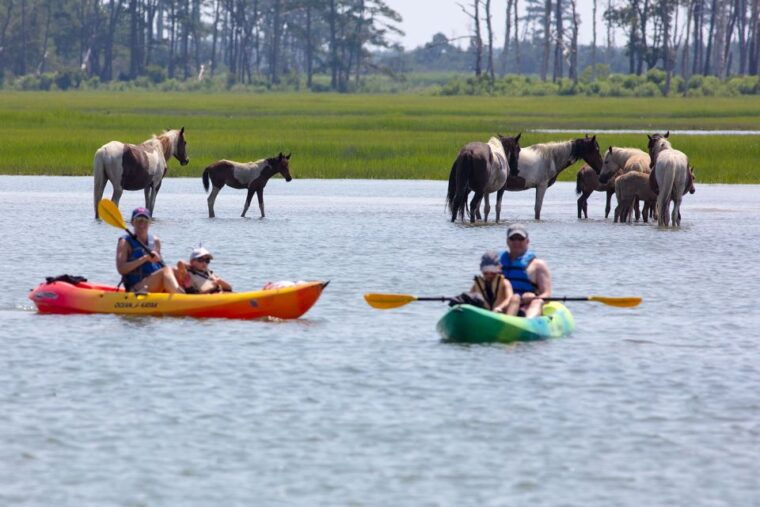 from-chincoteague-guided-kayak-tour-to-assateague-island