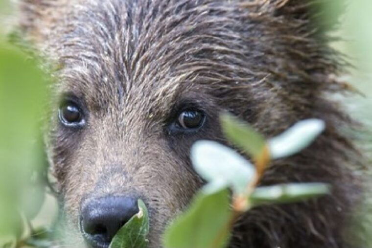 from-jackson-2-day-grand-teton-and-yellowstone-tour