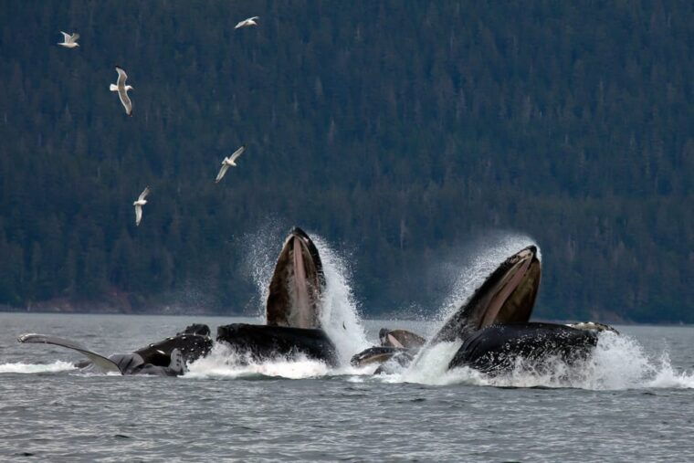 from-juneau-whale-watching-cruise-with-snacks