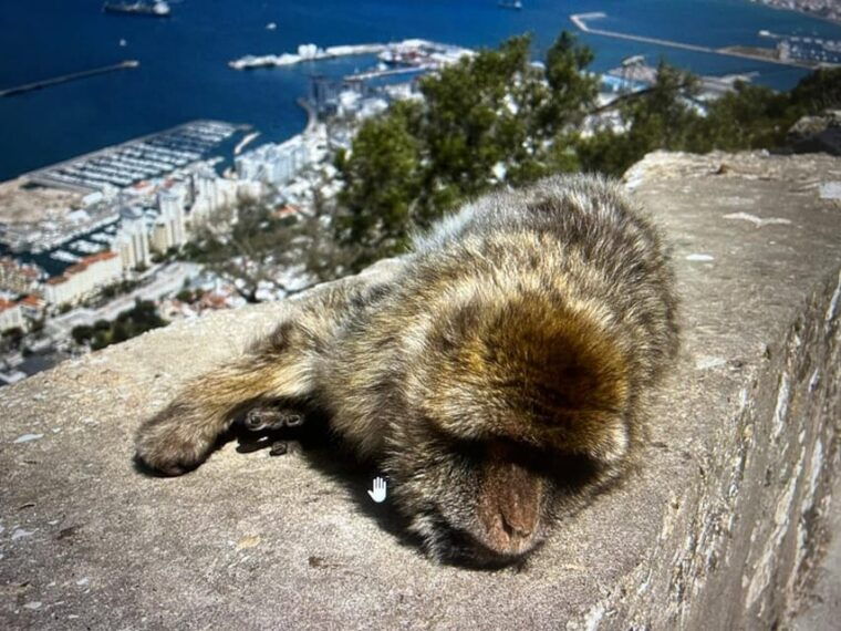 from-la-cala-marbella-estepona-vip-gibraltar-tour-with-monkey-rock-shopping