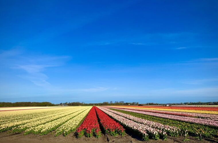 from-lisse-keukenhof-flower-fields-bike-tour