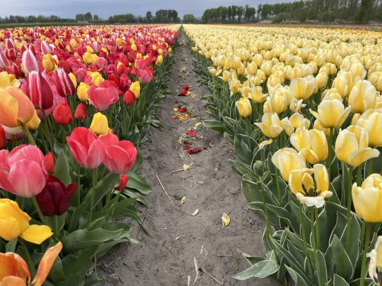 from-lisse-landrover-tour-around-keukenhof-flower-fields
